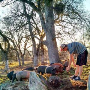 Purchasing and Managing Pastured Pigs Image